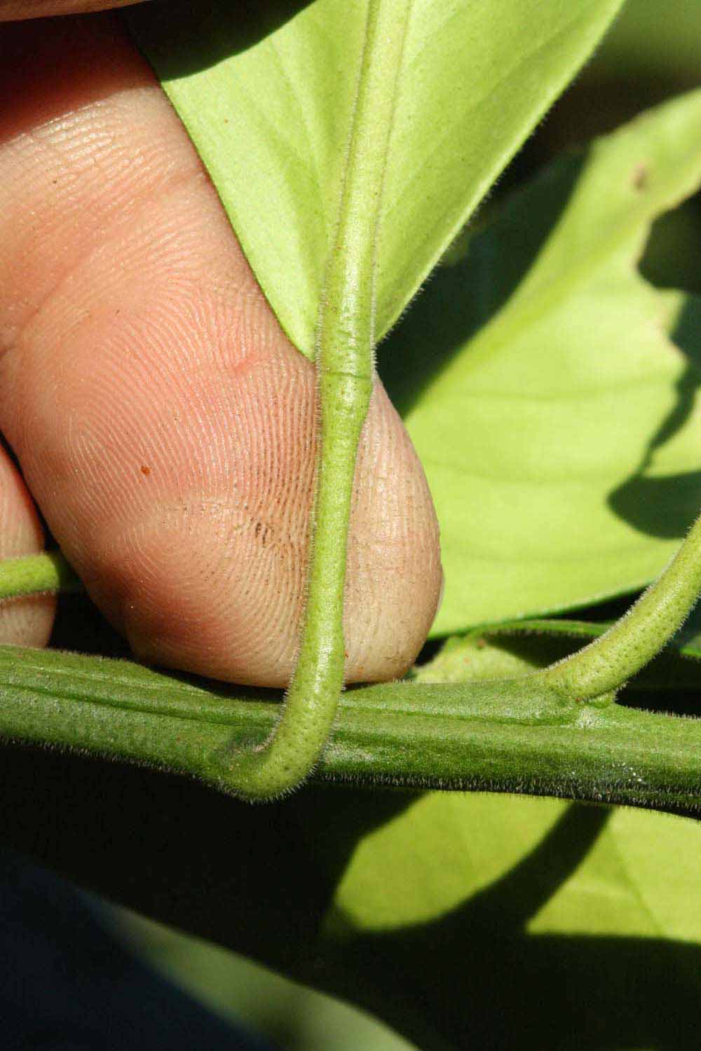              Petiole (Riverside, CA)       